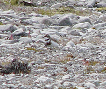 Banded Dotterel