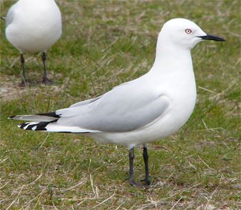 Black-billed Gull