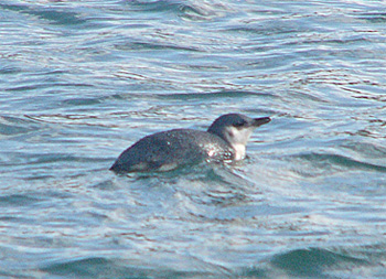 Blue Penguin