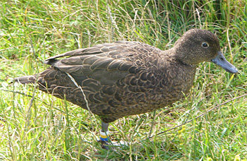 Brown Teal