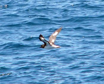 Cape Petrel