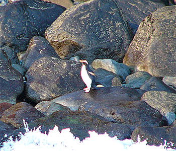 Fiordland Crested Penguin