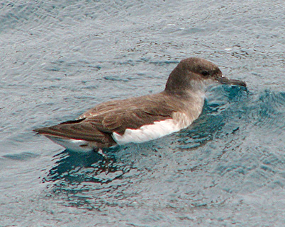 Fluttering Shearwater