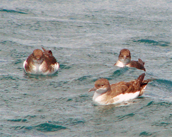 Fluttering Shearwater