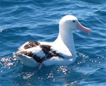 Gibson's Albatross