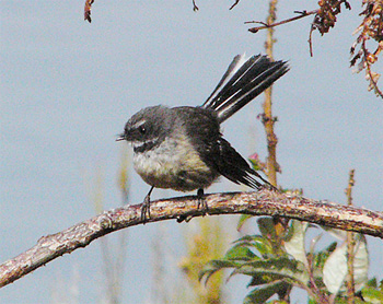 Grey Fantail