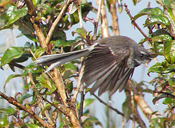 Grey Fantail