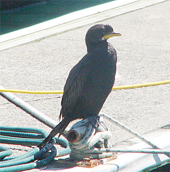 Little Black Shag