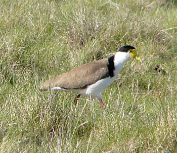 Masked Lapwing