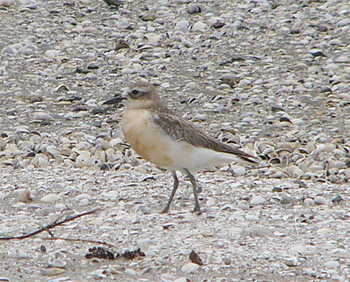 New Zealand Dotterel