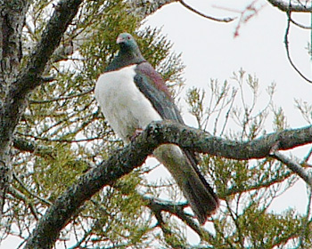 New Zealand Pigeon