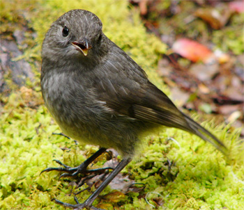 New Zealand Robin (juv, South Island)