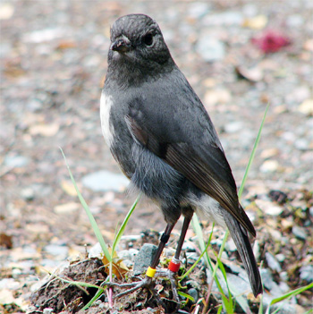 New Zealand Robin (South Island)