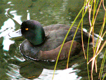 New Zealand Scaup