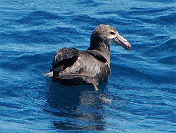 Northern Giant Petrel