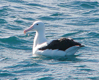 Northern Royal Albatross