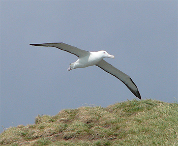 Northern Royal Albatross