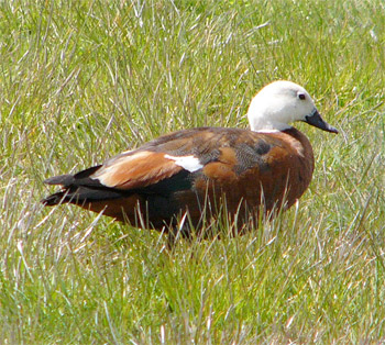 Female Paradise Shelduck