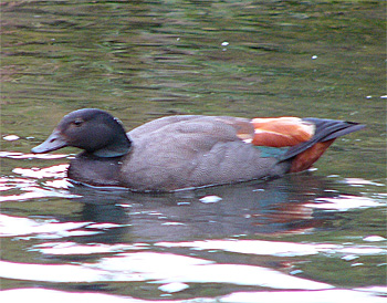 Male Paradise Shelduck