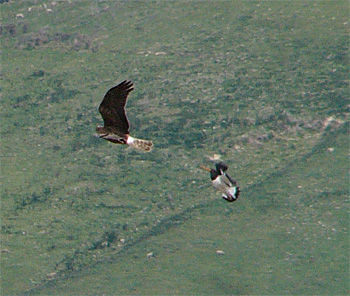 Australasian Harrier and Pied Oystercatcher