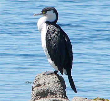 Pied Shag