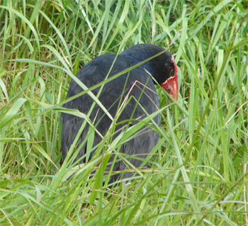 Pukeko