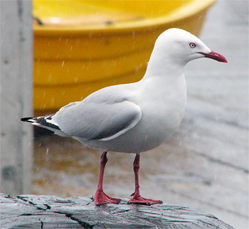 Red-billed Gull