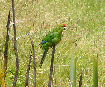 Red-crowned Parakeet