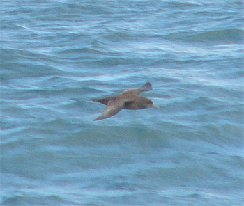 Sooty Shearwater