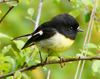 Tomtit (South Island)