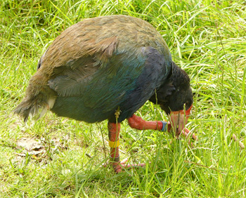 Takahe