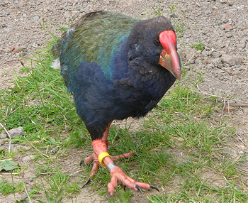 Takahe