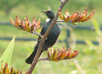 Tui