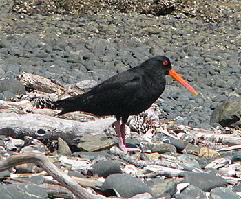 Variable Oystercatcher