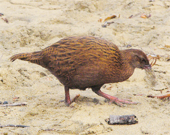 Weka