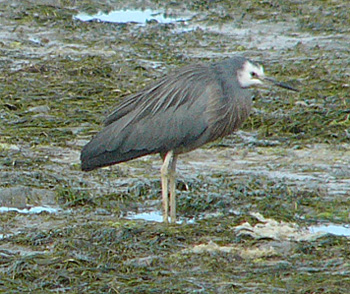 White-faced Heron