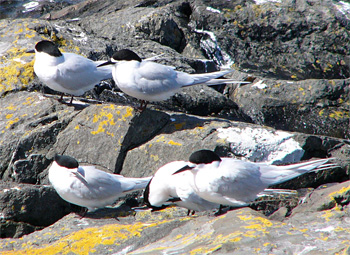 White-fronted Tern