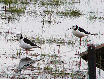 White-headed Stilt