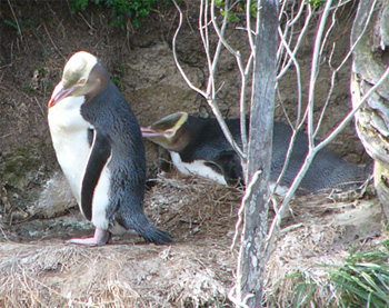 Yellow-eyed Penguin